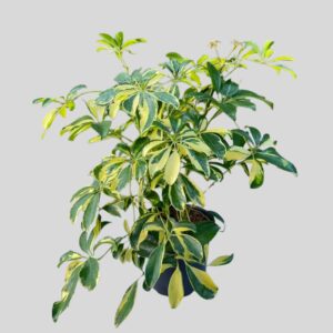 Schefflera arboricola BUSHY 14cm