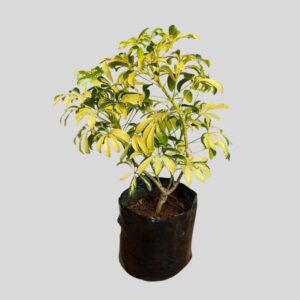 Schefflera arboricola GOLD CAPELLA 5lt