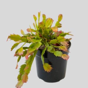 Schlumbergera Truncata Zygo Cactus 12cm
