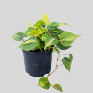 Scindapsus Asstd 15cm