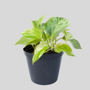 Scindapsus Marble Queen 14cm