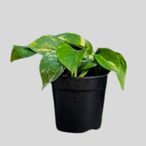 Scindapsus PICTUS 12cm