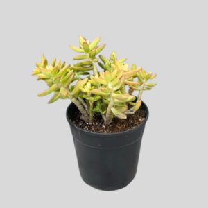 Sedum nussbaumerianum 12cm