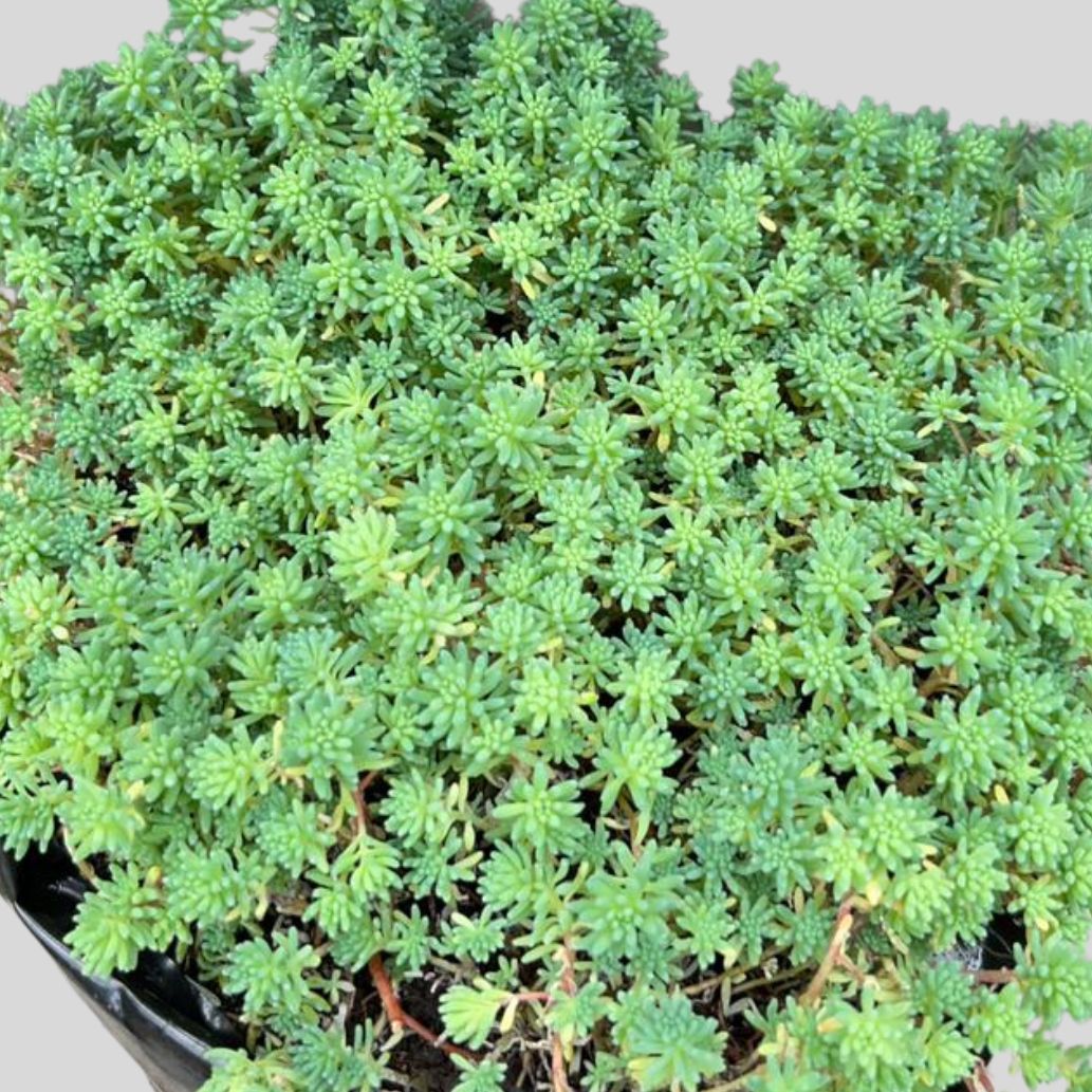 Sedum tetractinum 4lt - Image 2