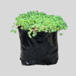 Sedum tetractinum 4lt