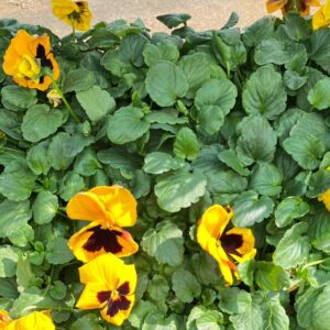SEEDLING ASSTED 24/30plugs