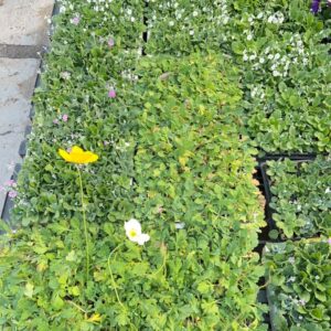 SEEDLINGS 128 PLUGS