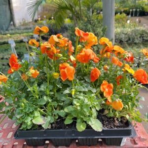 SEEDLINGS 24 PACK