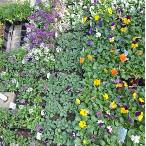 SEEDLINGS ASSORTED 4/6PACKS
