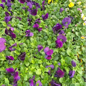 SEEDLINGS MIXED 6PACK