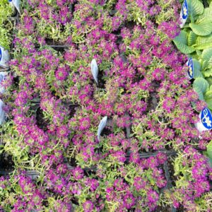 SEEDLINGS MIXED 6pack