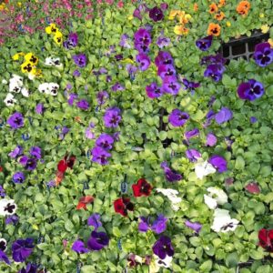 SEEDLINGS VARIETY 4-6-9 PACK