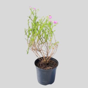 Selago villicaulis PURPLE FURTLE 2.5lt