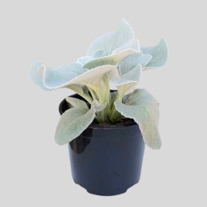 Senecio ANGEL WINGS 15cm