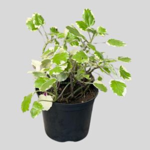 Senecio voigtii EZRA 15cm