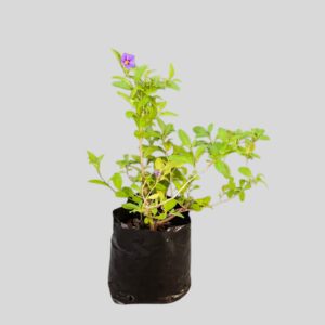 Solanum rantonnetii 17cm