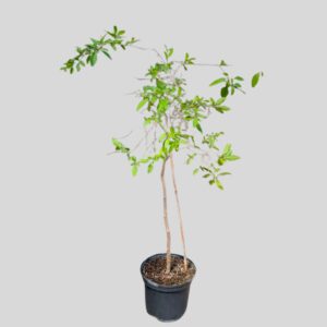 Solanum rantonnetii WHITE STD 19cm