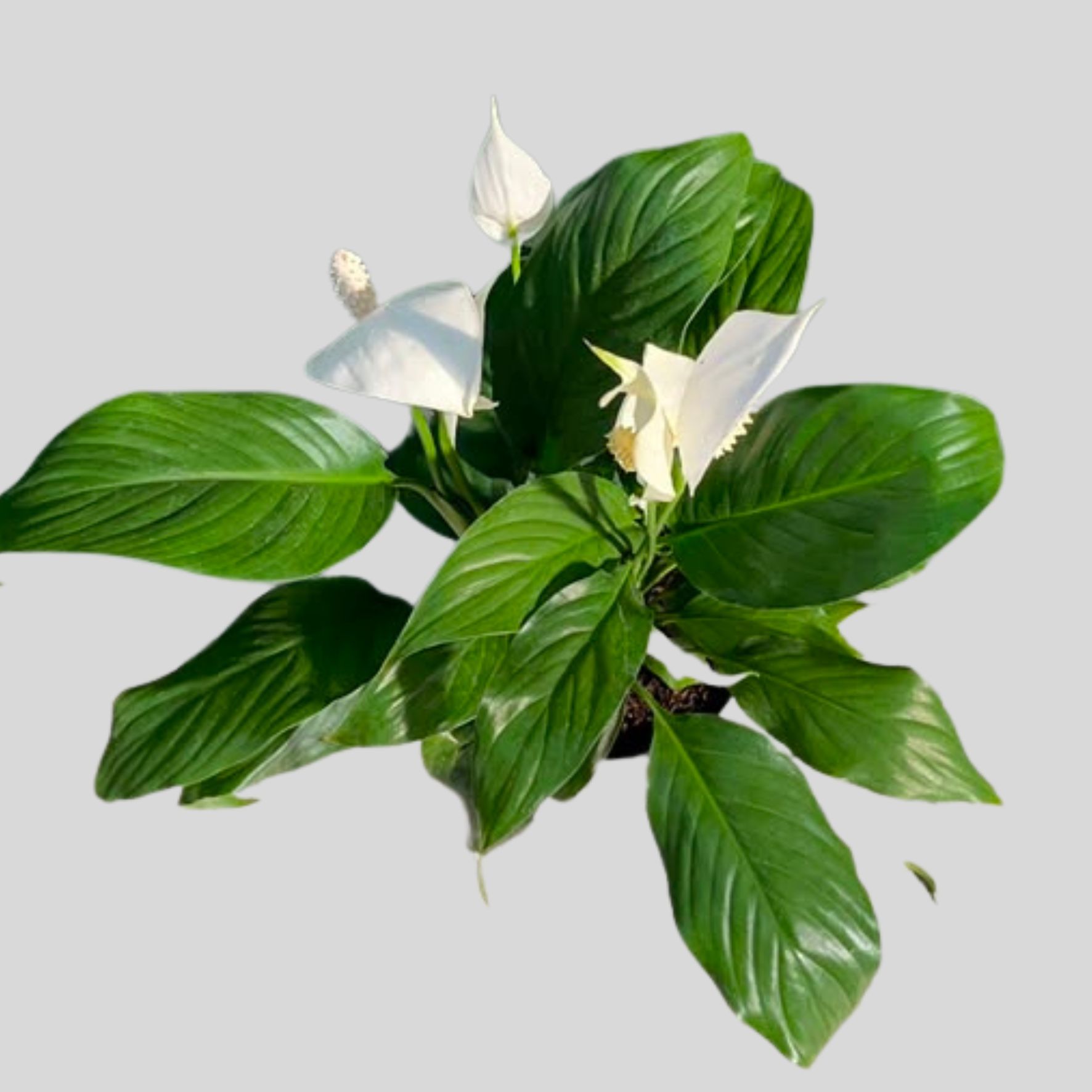 Spathiphyllum Wallisii 14cm - Image 2