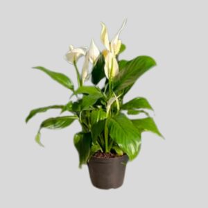 Spathiphyllum Wallisii 14cm