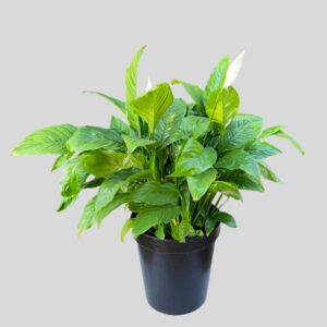 Spathiphyllum Wallisii Chopin 30cm