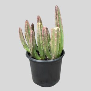 Stapelia nobilis 12cm