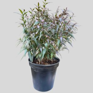 Strobilanthes flaccidifolius 30cm
