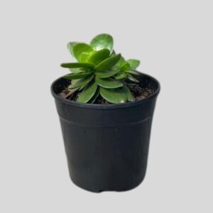 SUCCULENT ASSTD 12cm