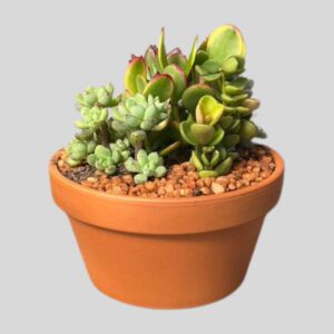 SUCCULENTS MIX IN TERRACOTTA BOWL 16cm