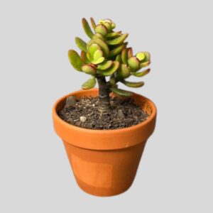 SUCCULENTS MIX IN TERRA BOWL 8cm