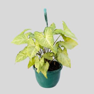 Syngonium White Butterfly H/B