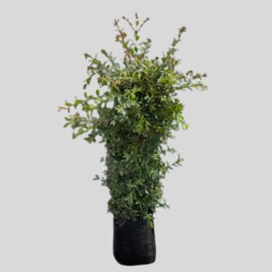 Syzygium paniculatum COLUMN 20lt