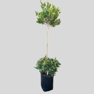 Syzygium paniculatum DOUBLE HEAD 20lt