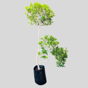 Syzygium paniculatum MULTI STEM 20lt