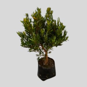 Syzygium pondoense 4lt