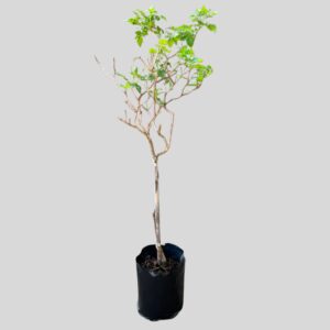 Tecomaria capensis SUNLOVERS STD 5lt