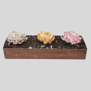 TIN TABLE SETTINGS 35cm
