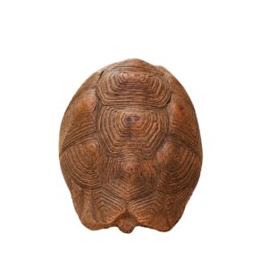 TORTOISE LARGE