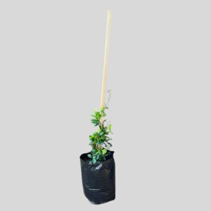 Trachelospermum Jasminoides 20lt