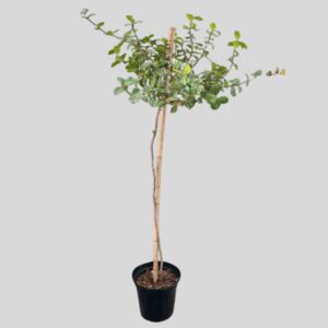 Trachelospermum jasminoides standard 10lt