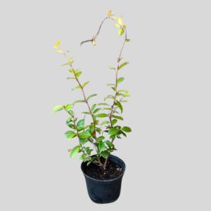 Trachelospermum Jasminoides Yellow 17cm