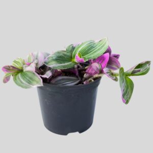 Tradescantia Albiflora 14cm