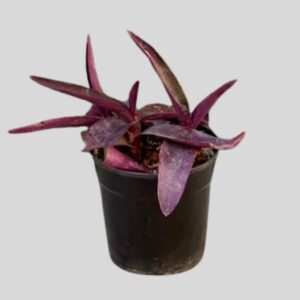 Tradescantia pallida (PURPLE HEART) 12cm