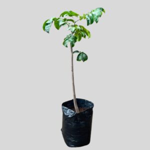 Trichilia emetica (NATAL MAHOGANY ) 20lt
