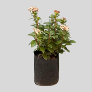 Viburnum eve PRINCES PINK  5lt