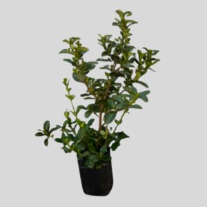 Viburnum odoratissimum 20lt