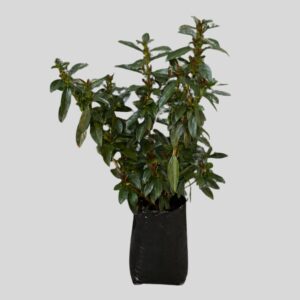 Viburnum odoratissium COPPERTOP 20LT