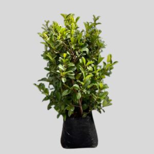 Viburnum sinensis BOX 40lt