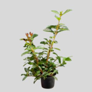 Viburnum sinensis COPPERTOP 19cm