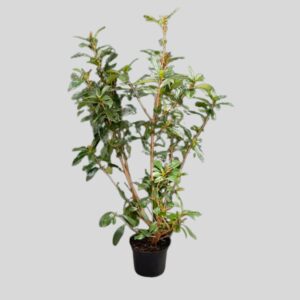 Viburnum sinensis COPPERTOP 23cm
