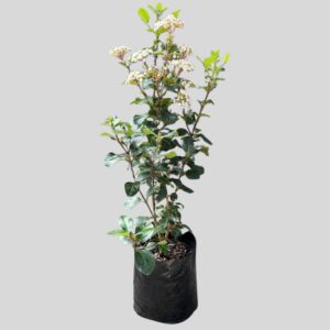 Viburnum tinus LUCIDUM 10lt